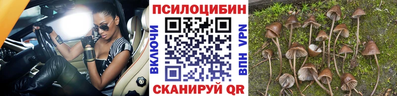 Купить где  Чекалин  Галлюциногенные грибы Magic Shrooms 